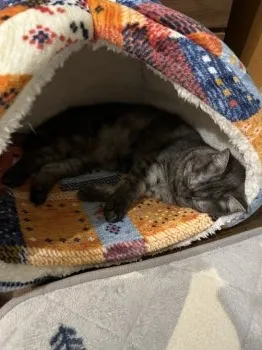 Y.T 様のお迎えした子猫
