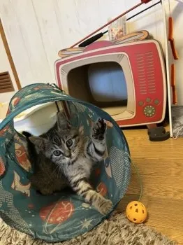 mac323 様のお迎えした子猫