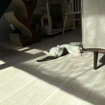 M.Y 様のお迎えした子猫