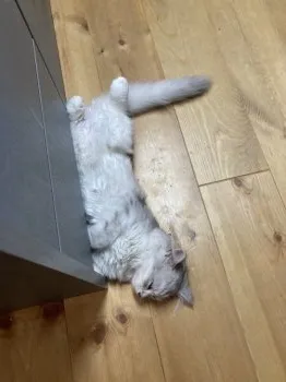 ぁぃ 様のお迎えした子猫