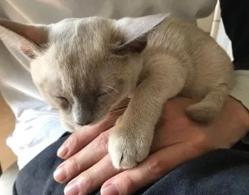 kiiimy 様のお迎えした子猫