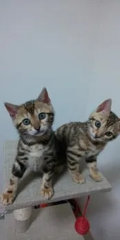 ゆかりん 様のお迎えした子猫