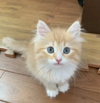 k.n 様のお迎えした子猫