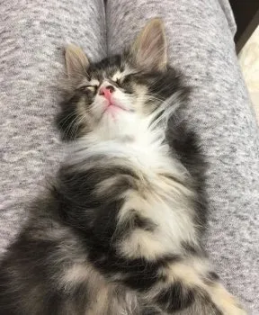 y 様のお迎えした子猫