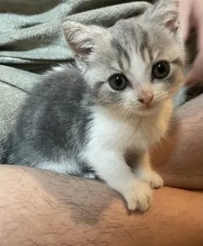 まや 様のお迎えした子猫