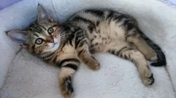 ひなの母 様のお迎えした子猫