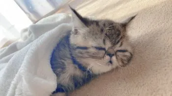 カシ 様のお迎えした子猫