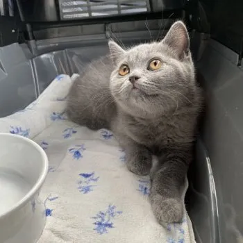 W.U 様のお迎えした子猫