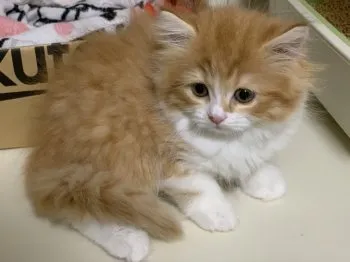 たまご 様のお迎えした子猫