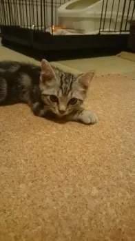 トモケン 様のお迎えした子猫