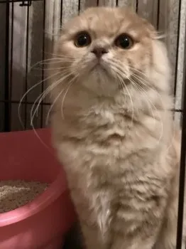 ひこ 様のお迎えした子猫