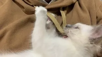 アイス 様のお迎えした子猫