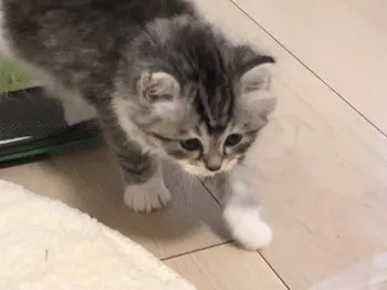 K.M 様のお迎えした子猫