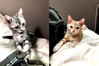 tomo 様のお迎えした子猫