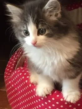 タツヤ993 様のお迎えした子猫