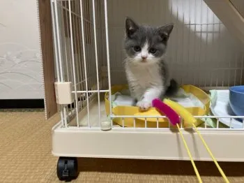 ONO 様のお迎えした子猫