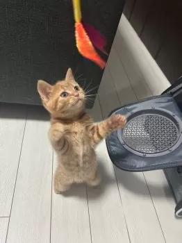 ☆ 様のお迎えした子猫