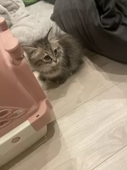 ミカ 様のお迎えした子猫