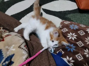 C.T 様のお迎えした子猫