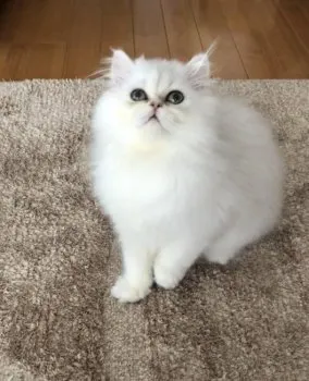 アネモネ 様のお迎えした子猫