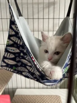 さのの 様のお迎えした子猫