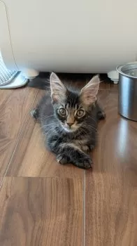 れおんくん 様のお迎えした子猫