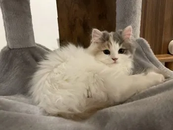 あい 様のお迎えした子猫