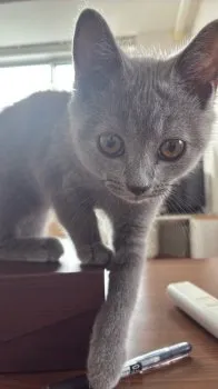 TY 様のお迎えした子猫