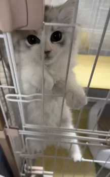M.T 様のお迎えした子猫