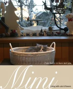 おんちゃん 様のお迎えした子猫