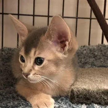 Tah 様のお迎えした子猫