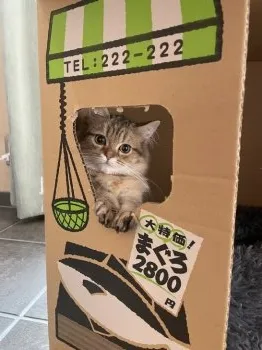 ゆーや 様のお迎えした子猫