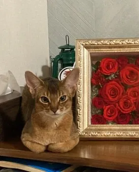 hina 様のお迎えした子猫