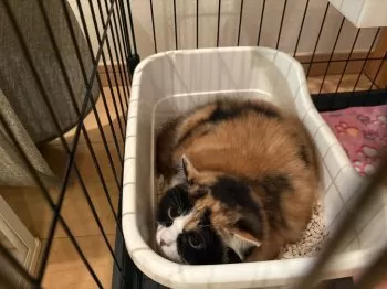 A.H 様のお迎えした子猫