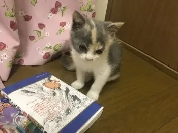 花音ママ 様のお迎えした子猫