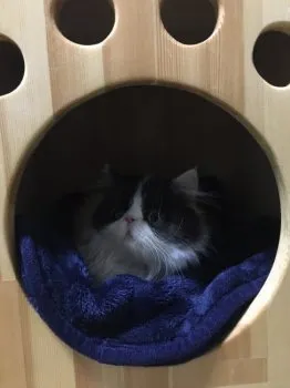 ちさ 様のお迎えした子猫