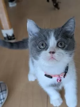nekozuki 様のお迎えした子猫
