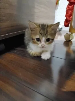 C.T 様のお迎えした子猫