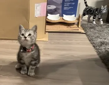 とももん 様のお迎えした子猫
