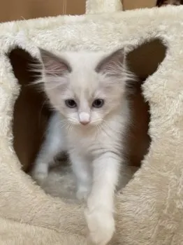 みゆちこ 様のお迎えした子猫