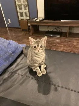 tomori 様のお迎えした子猫