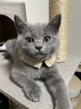 moko 様のお迎えした子猫