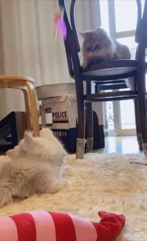 Narushika 様のお迎えした子猫