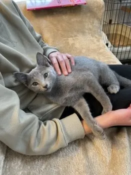 N.H 様のお迎えした子猫