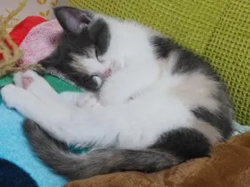 にゃんぷー 様のお迎えした子猫