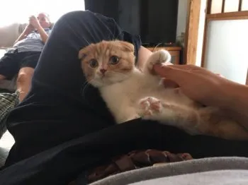 うめぽん 様のお迎えした子猫