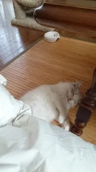 内田　弘子 様のお迎えした子猫