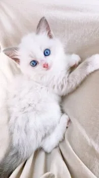 A.O 様のお迎えした子猫