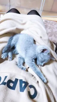 S.T 様のお迎えした子猫