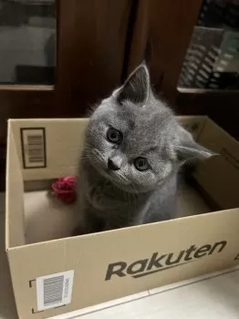M.T 様のお迎えした子猫